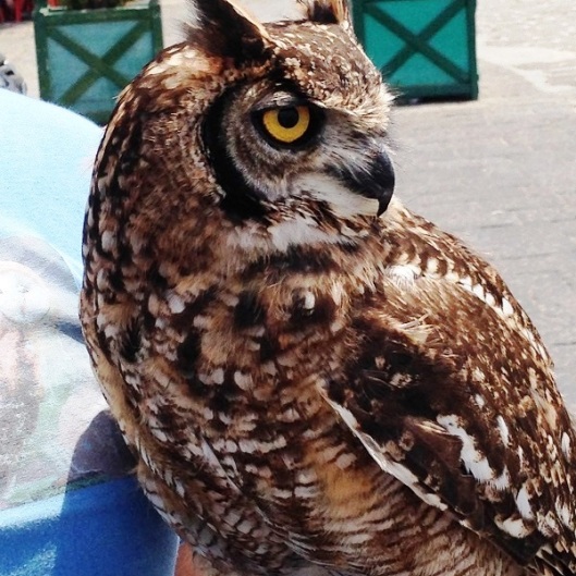 Syracusa Ortija - Pet Owl
